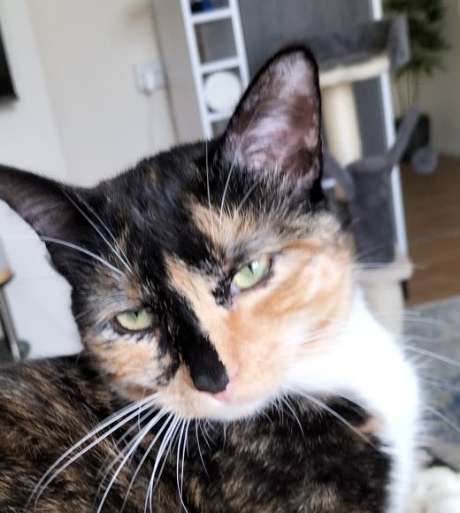 Close-up of a tortoiseshell-and-white cat with green eyes, groomed indoors